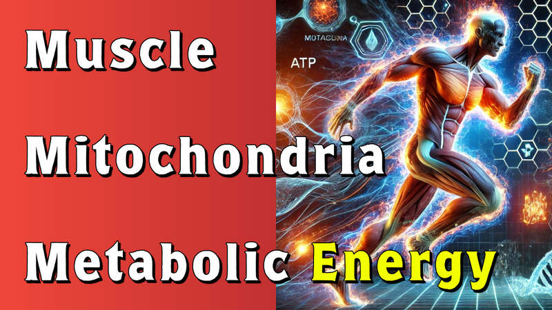 Muscle, Mitochondria, & Metabolic Energy: The Foundation of Strength, Healing, & Longevity