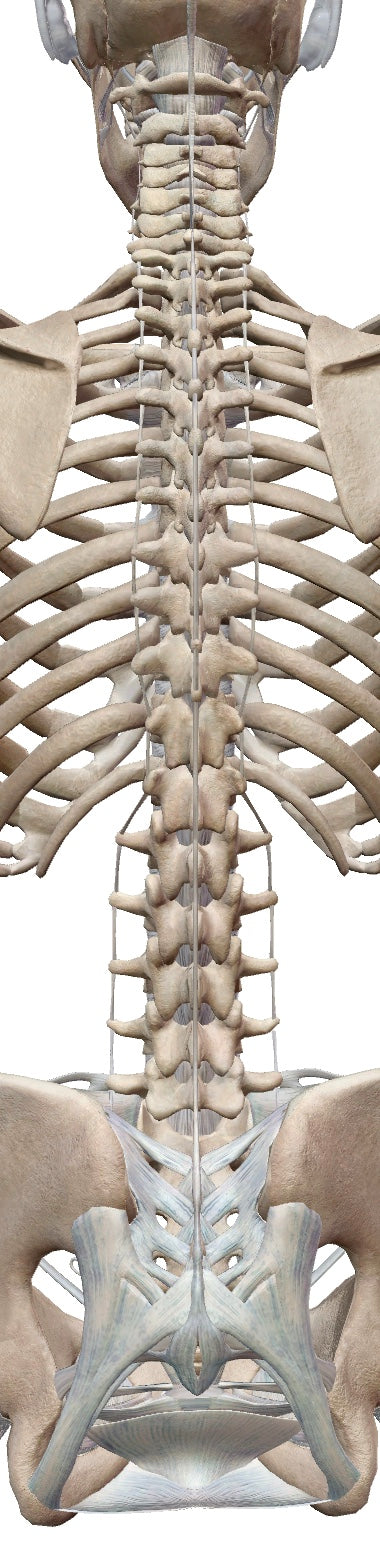 Spinal & Pelvic Manipulation