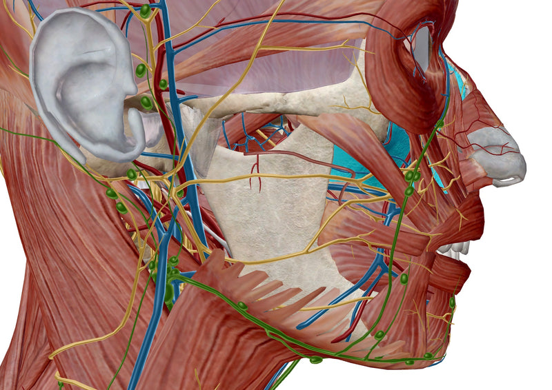 Dry Needling for TMJ & Tinnitus
